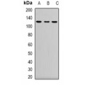 LifeSab™ Neuropilin 2 Rabbit pAb (50 µl)