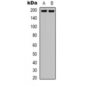 LifeSab™ MRE11 Rabbit pAb (50 µl)