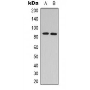 LifeSab™ hnRNP M Rabbit pAb (50 µl)