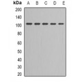 LifeSab™ RAD54A Rabbit pAb (50 µl)