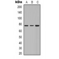 LifeSab™ BSX Rabbit pAb (50 µl)