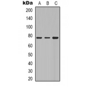 LifeSab™ BSX Rabbit pAb (50 µl)