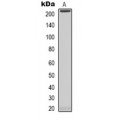 LifeSab™ NOL8 Rabbit pAb (50 µl)