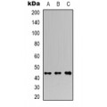 LifeSab™ ARHGAP23 Rabbit pAb (50 µl)