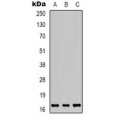 LifeSab™ Secretogranin 3 Rabbit pAb (50 µl)