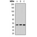 LifeSab™ VEGFA Rabbit pAb (50 µl)