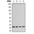 LifeSab™ FGF20 Rabbit pAb (50 µl)