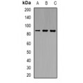 LifeSab™ CD133 Rabbit pAb (50 µl)