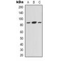 LifeSab™ EDA Rabbit pAb (50 µl)