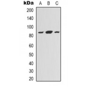 LifeSab™ EDA Rabbit pAb (50 µl)