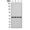 LifeSab™ KEAP1 Rabbit pAb (50 µl)