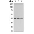 LifeSab™ Inhibin beta E Rabbit pAb (50 µl)