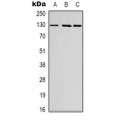 LifeSab™ BATF3 Rabbit pAb (50 µl)