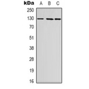 LifeSab™ BATF3 Rabbit pAb (50 µl)