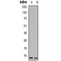 LifeSab™ CHRM5 Rabbit pAb (50 µl)