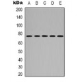 LifeSab™ Adiponectin Rabbit pAb (50 µl)