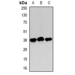 LifeSab™ CCR5 Rabbit pAb (50 µl)