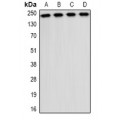 LifeSab™ CD49b Rabbit pAb (50 µl)