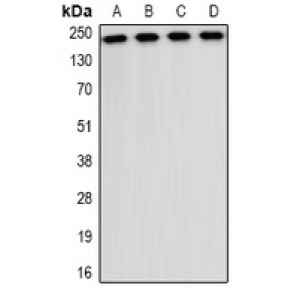 LifeSab™ CD49b Rabbit pAb (50 µl)
