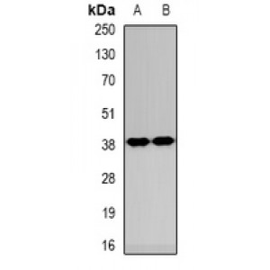 LifeSab™ MIB1 Rabbit pAb (50 µl)