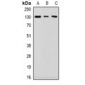 LifeSab™ Catenin delta 1 Rabbit pAb (50 µl)