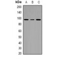 LifeSab™ Calsarcin 1 Rabbit pAb (50 µl)