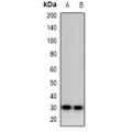 LifeSab™ FAM48A Rabbit pAb (50 µl)
