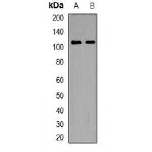 LifeSab™ CREB3 Rabbit pAb (50 µl)
