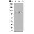 LifeSab™ Nanos 1 Rabbit pAb (50 µl)