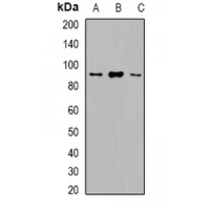LifeSab™ Nanos 1 Rabbit pAb (50 µl)