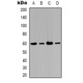 LifeSab™ Alpha-actin-1 Rabbit pAb (50 µl)