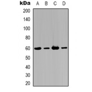 LifeSab™ Alpha-actin-1 Rabbit pAb (50 µl)
