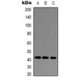 LifeSab™ Alpha-tubulin Rabbit pAb (50 µl)