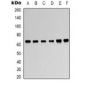 LifeSab™ AMPK alpha 2 Rabbit pAb (50 µl)