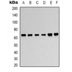 LifeSab™ AMPK alpha 2 Rabbit pAb (50 µl)
