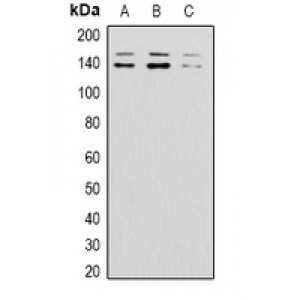 LifeSab™ Beclin-1 Rabbit pAb (50 µl)