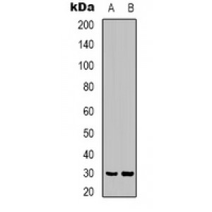 LifeSab™ CNTF Rabbit pAb (50 µl)