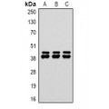 LifeSab™ EAAT2 Rabbit pAb (50 µl)