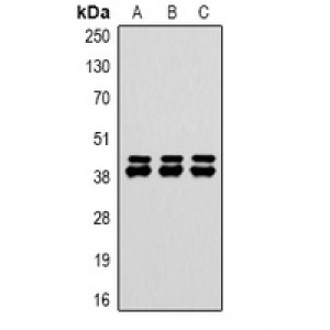 LifeSab™ EAAT2 Rabbit pAb (50 µl)
