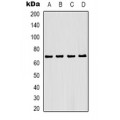 LifeSab™ Fumarase Rabbit pAb (50 µl)