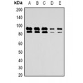 LifeSab™ GLUR4 Rabbit pAb (50 µl)