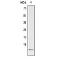 LifeSab™ Histone H2A (pS129) Rabbit pAb (50 µl)