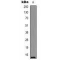 LifeSab™ Histone H2A.X (pT120) Rabbit pAb (50 µl)
