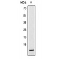 LifeSab™ Histone H2B (AcK5) Rabbit pAb (50 µl)