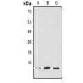 LifeSab™ Histone H3 (AcK18) Rabbit pAb (50 µl)
