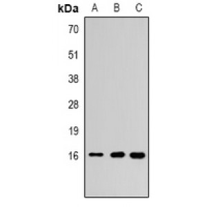 LifeSab™ Histone H3 (MonoMethyl K18) Rabbit pAb (50 µl)