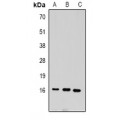 LifeSab™ Histone H3 (MonoMethyl K27) Rabbit pAb (50 µl)