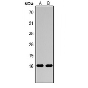 LifeSab™ Histone H3 (MonoMethyl R26) Rabbit pAb (50 µl)