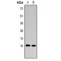 LifeSab™ Histone H3 (pS28) Rabbit pAb (50 µl)