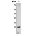 LifeSab™ Histone H3 (pT11) Rabbit pAb (50 µl)